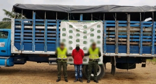 Las reses habían sido robadas en Zambrano, Bolívar.