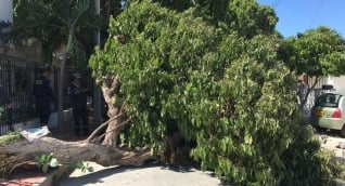 Uno de los árboles que ha caído en Santa Marta.