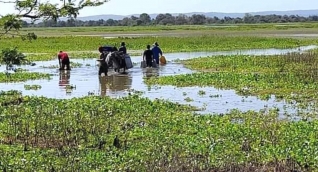 Ciénaga donde se abastecen los habitantes de Pedraza.
