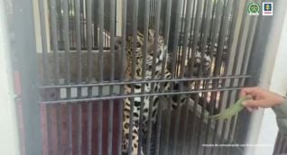Jaguares como este había en las propiedades incautadas por las autoridades.