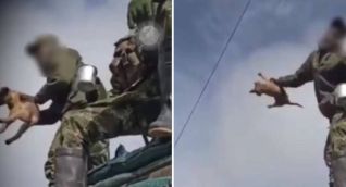 Momento en que fue lanzada la perrita.