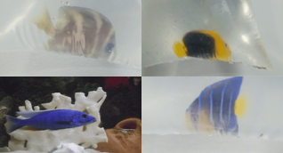 Cae red que traficaba corales y peces exóticos desde Taganga hacia EE. UU. y Perú