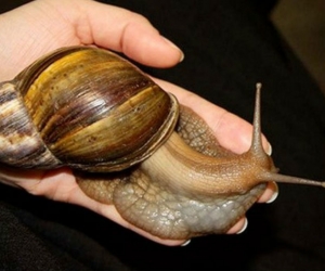 Caracol Africano