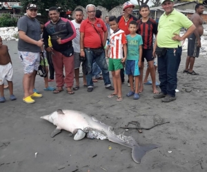 Un delfín muerto y en avanzado estado de descomposición fue detectado este miércoles cerca del muelle de Puerto Colombia.