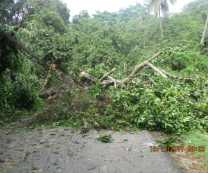 Caída de árboles en el Parque Tayrona