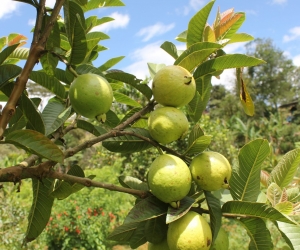 En objetivo principal de la entidad es mejorar la condición fitosanitaria del cultivo y proteger los polinizadores con prácticas agronómicas responsables. 