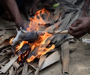 Ratas, alimento de comunidades pobres en India.