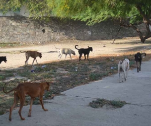 En Santa Marta, los perros callejeros no cuentan con una política que les permita reintegrarse a un hogar.
