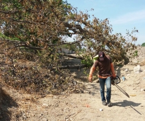 La entidad ambiental suspendió las labores de tala.