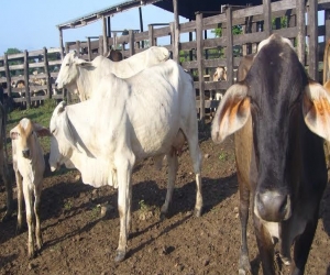 10 municipios del departamento del Magdalena se beneficiaran en tres cadenas  productivas como ganadería, cítricos y mango. 