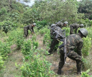 Hombres del Ejército durante la jornada de hectáreas de cultivos ilícitos. 