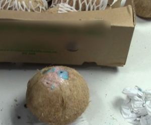 La droga era prensada en Cocos para ingresar al país Europeo.