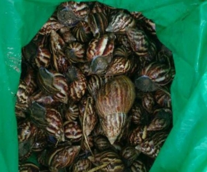 Las 250 unidades de caracol gigante africano fueron halladas en el barrio Portal de Almería.