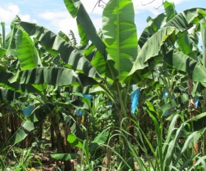 El permiso otorgado a Frutesa es para la ampliación de cultivos de banano.