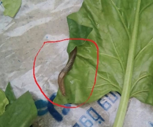 El caracol hallado en verduras en Santa Marta.