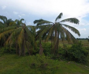 Cultivos de palma afectados por la plaga de pudrición del cogollo