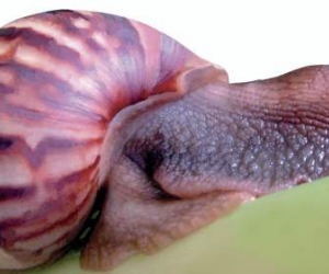 El caracol africano es una de las especies invasoras de Colombia.
