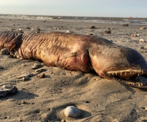 Foto del animal marino que tocó playa por el huracán Harvey. 