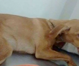 Lupita, perrita violada en Cali.