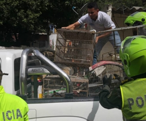 Las aves siendo llevadas por las autoridades 