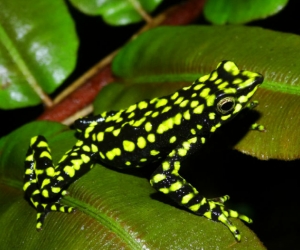 “Atelopus laetissimus”, población San Pedro de la Sierra, Sierra Nevada de Santa Marta. 