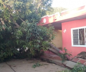 El árbol cayó en la carrera 12, entre calles 32 y 32 A.