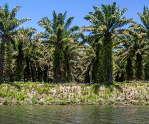 Palmas aceiteras del Magdalena 