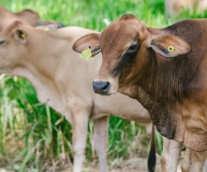 El pasado 1 de octubre se detectó un brote de fiebre aftosa en zona rural de Boyacá. 