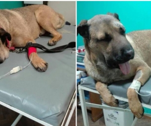 Simón, perro que se enfrentó a serpiente.