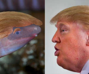 Un Dermophis donaldtrumpi.