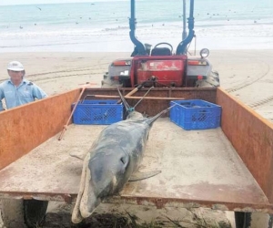 El animal fue enterrado con el fin de evitar afecciones a la salud y al ambiente.