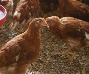 Afecta exclusivamente a las aves y no se transmite a los humanos.