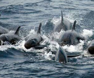 una familia de 20 orcas negras visitó El Rodadero.