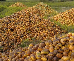 En cerros apilados está la producción de mango de varias fincas de Ciénaga y Zona Bananera.