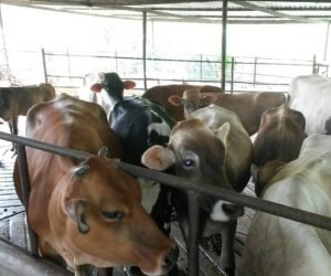 En Santa Marta funciona un matadero regional en la zona de Gaira con todas las especificaciones establecidas en la ley.