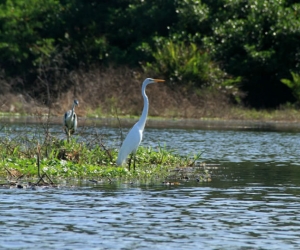 Ciénaga Grande-Imagen de referencia.