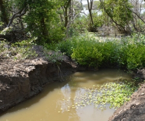 Mangle de la Ciénaga Grande.