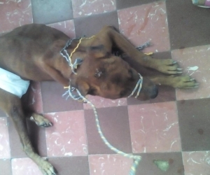 El perro abusado. 