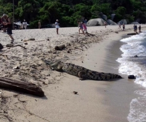 Caimán aguja en las playas del Parque Tayrona