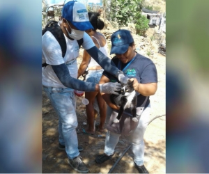 Los animales callejeros también están siendo censados y vacunados, con la ayuda de voluntarios animalistas.