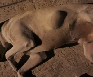 Perro afectado luego de ser vacunado.