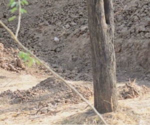 Foto en la que aparece camuflado el leopardo.