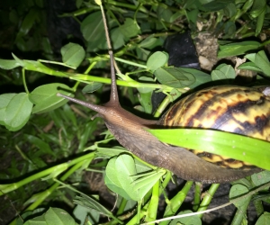 Caracol Africano