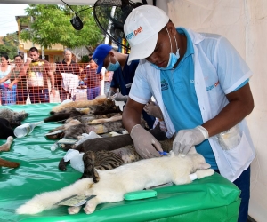 Jornada de esterilización a caninos y felinos en Santa Marta