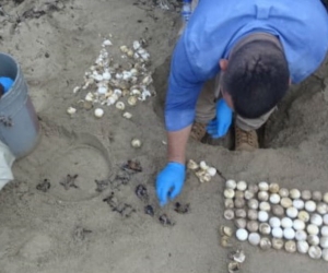 Nacimiento de tortugas carey en el Parque Tayrona.