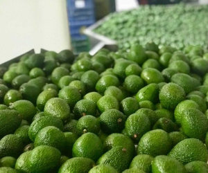 En Colombia se producen 148.429 toneladas de aguacate Hass.