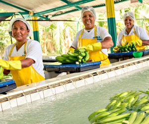 El 2018 fue complejo para las exportaciones del agro colombiano.