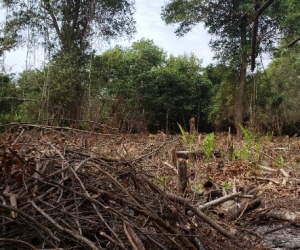 Tala y quema de árboles en la Ciénaga Grande de Santa Marta. 