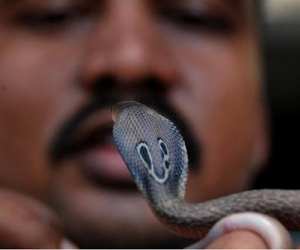 Hombre atacado por serpiente venenosa en la India