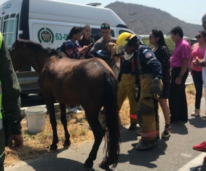 El caballo fue atropellado por un taxi y murió debido a las graves heridas. 